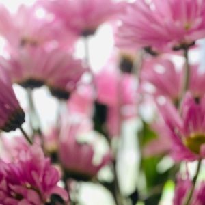 Meet your Posher, Lisset